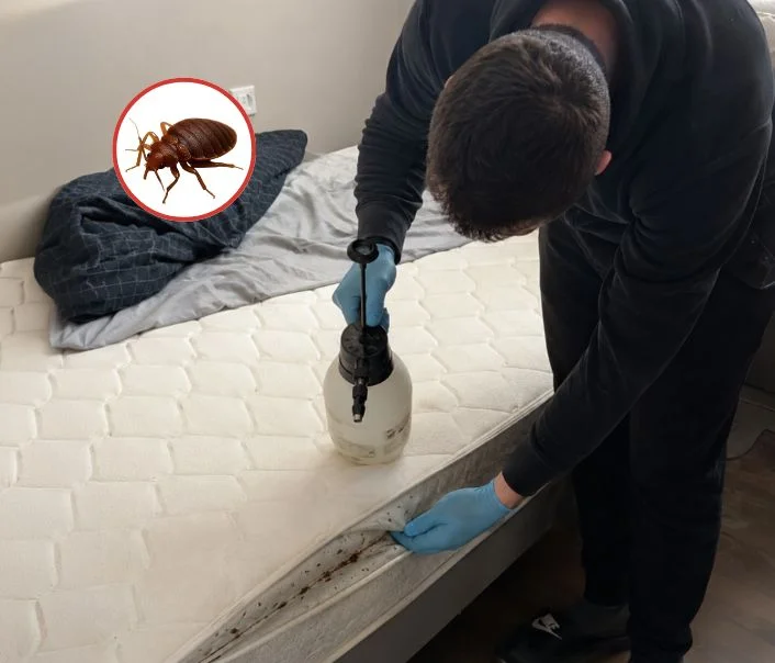 Technicien traitant un matelas contre les punaises de lit à Roinville